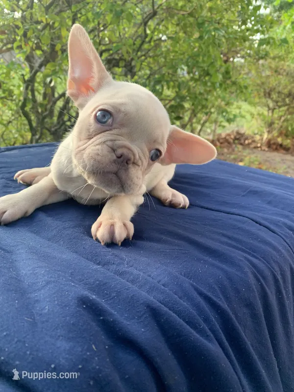 Cricket – French Bulldog puppy for sale in Miami, FL