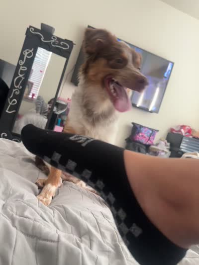 Maple W, a female Miniature Australian Shepherd for sale in Grand Prairie, TX – 5 of 6