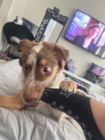 Maple W, a female Miniature Australian Shepherd for sale in Grand Prairie, TX – 3 of 6