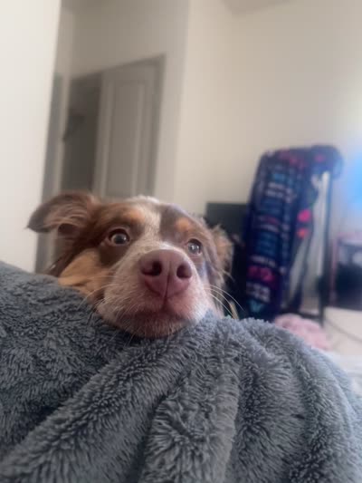 Maple W, a female Miniature Australian Shepherd for sale in Grand Prairie, TX – 6 of 6
