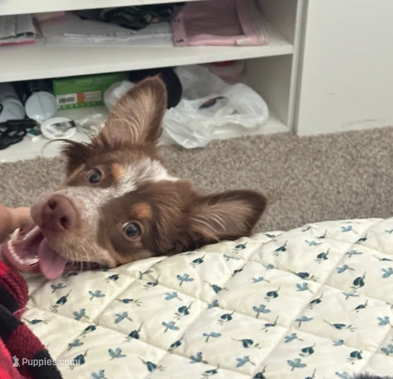 Maple W – Miniature Australian Shepherd puppy for sale in Grand Prairie, TX