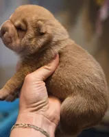 Ares, red brushcoat, a male Miniature Shar-Pei for sale in Sheldon, MO – 4 of 4