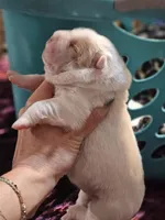 Flower Bear Female, a female Miniature Shar-Pei for sale in Sheldon, MO – 3 of 5