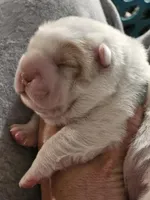 Flower Bear Female, a female Miniature Shar-Pei for sale in Sheldon, MO – 2 of 5