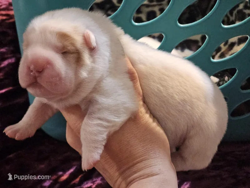 Flower Bear Female – Miniature Shar-Pei puppy for sale in Sheldon, MO