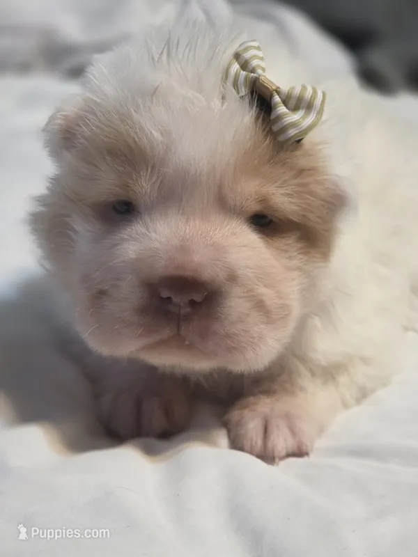 Flower Bear Female – Miniature Shar-Pei puppy on hold in Sheldon, MO