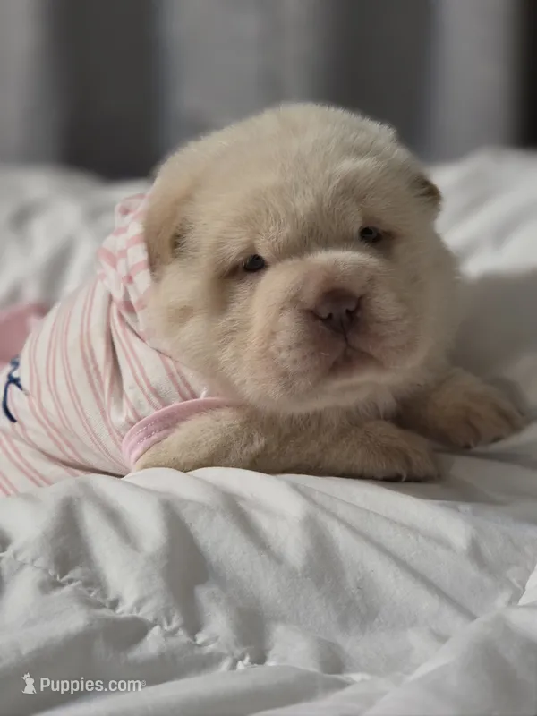 Artemis, cream bear – Miniature Shar-Pei puppy for sale in Sheldon, MO