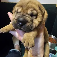 Lizzie, a female Chinese Shar-Pei for sale in Sheldon, MO – Photo 8 of 10