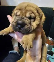 Lizzie, a female Chinese Shar-Pei for sale in Sheldon, MO – Photo 3 of 5