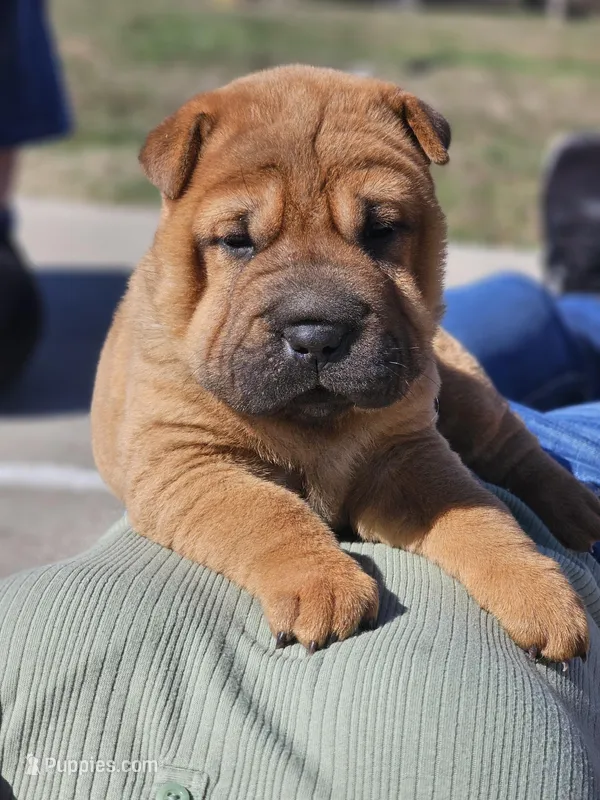 Lizzie – Chinese Shar-Pei puppy for sale in Sheldon, MO