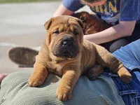 Lizzie, a female Chinese Shar-Pei for sale in Sheldon, MO – Photo 4 of 10