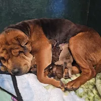 Lizzie, a female Chinese Shar-Pei for sale in Sheldon, MO – Photo 10 of 10