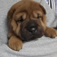 Lizzie, a female Chinese Shar-Pei for sale in Sheldon, MO – Photo 6 of 10