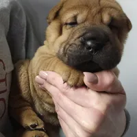 Lizzie, a female Chinese Shar-Pei for sale in Sheldon, MO – Photo 5 of 10