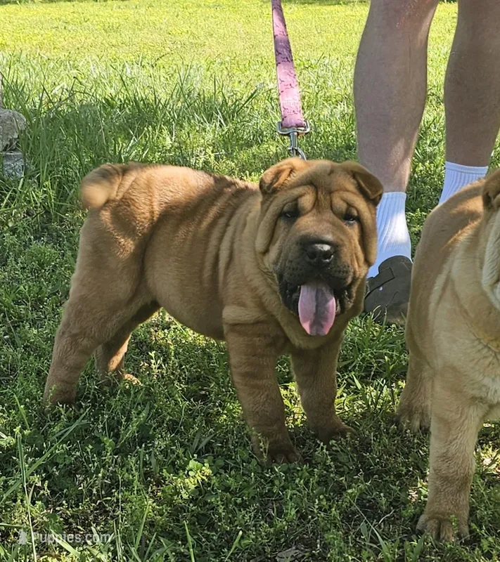 Lizzie – Chinese Shar-Pei puppy for sale in Sheldon, MO