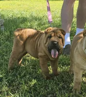 Lizzie, a female Chinese Shar-Pei for sale in Sheldon, MO – 3 of 10