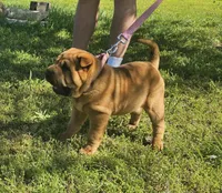 Lizzie, a female Chinese Shar-Pei for sale in Sheldon, MO – 4 of 10
