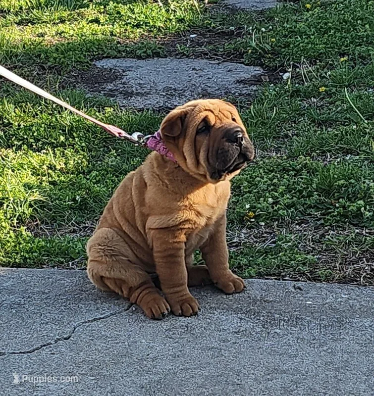 Lizzie – Chinese Shar-Pei puppy for sale in Sheldon, MO