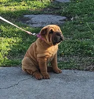 Lizzie, a female Chinese Shar-Pei for sale in Sheldon, MO – Photo 1 of 10
