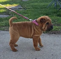 Lizzie, a female Chinese Shar-Pei for sale in Sheldon, MO – Photo 2 of 10