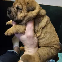 Lizzie, a female Chinese Shar-Pei for sale in Sheldon, MO – Photo 7 of 10