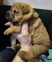 Lizzie, a female Chinese Shar-Pei for sale in Sheldon, MO – Photo 1 of 5