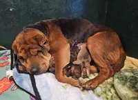 Ada -  Bearcoat, a female Chinese Shar-Pei for sale in Sheldon, MO – Photo 6 of 6