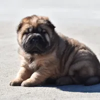 Ada -  Bearcoat, a female Chinese Shar-Pei for sale in Sheldon, MO – Photo 2 of 6