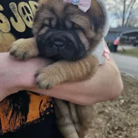 Ada -  Bearcoat, a female Chinese Shar-Pei for sale in Sheldon, MO – Photo 1 of 6