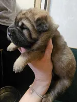 Ada -  Bearcoat, a female Chinese Shar-Pei for sale in Sheldon, MO – Photo 1 of 6