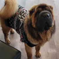 Ada -  Bearcoat, a female Chinese Shar-Pei for sale in Sheldon, MO – Photo 5 of 6
