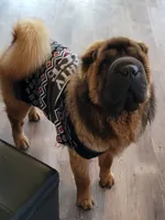 Ada -  Bearcoat, a female Chinese Shar-Pei for sale in Sheldon, MO – Photo 5 of 6