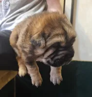 Ada -  Bearcoat, a female Chinese Shar-Pei for sale in Sheldon, MO – Photo 3 of 6