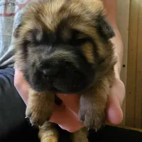 Ada -  Bearcoat, a female Chinese Shar-Pei for sale in Sheldon, MO – Photo 4 of 6