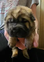 Ada -  Bearcoat, a female Chinese Shar-Pei for sale in Sheldon, MO – Photo 2 of 6