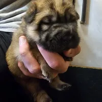 Ada -  Bearcoat, a female Chinese Shar-Pei for sale in Sheldon, MO – Photo 3 of 6