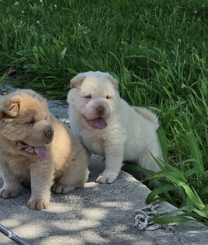 Artemis, cream bear – Miniature Shar-Pei puppy for sale in Sheldon, MO