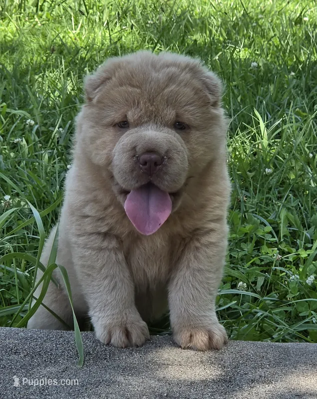 Zeus, lilac bear – Miniature Shar-Pei puppy for sale in Sheldon, MO