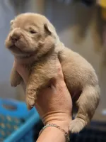 Zeus, lilac bear, a male Miniature Shar-Pei for sale in Sheldon, MO – 5 of 7