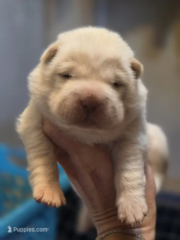 Artemis, cream bear – Miniature Shar-Pei puppy for sale in Sheldon, MO