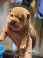 Ares, red brushcoat, a male Miniature Shar-Pei for sale in Sheldon, MO – 3 of 4