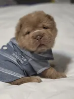 Zeus, lilac bear, a male Miniature Shar-Pei for sale in Sheldon, MO – 1 of 7