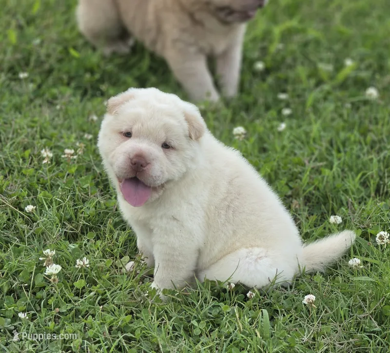 Artemis, cream bear – Miniature Shar-Pei puppy for sale in Sheldon, MO