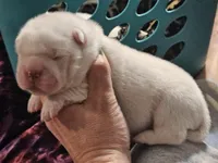 Flower Bear, a male Miniature Shar-Pei for sale in Sheldon, MO – 2 of 4