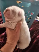 Flower Bear, a male Miniature Shar-Pei for sale in Sheldon, MO – 1 of 4