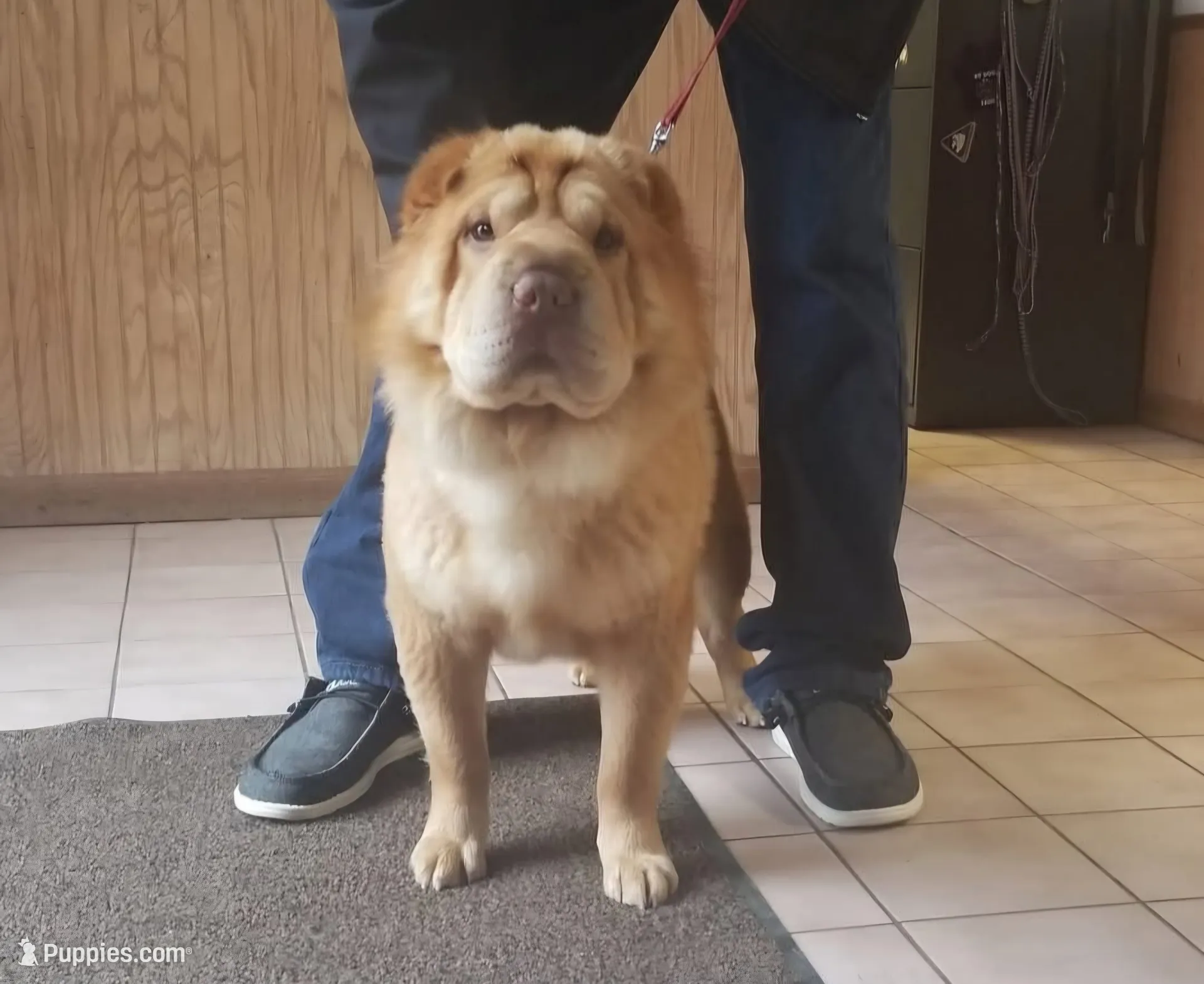 Zeus, lilac bear, a male Miniature Shar-Pei for sale in Sheldon, MO – 7 of 7