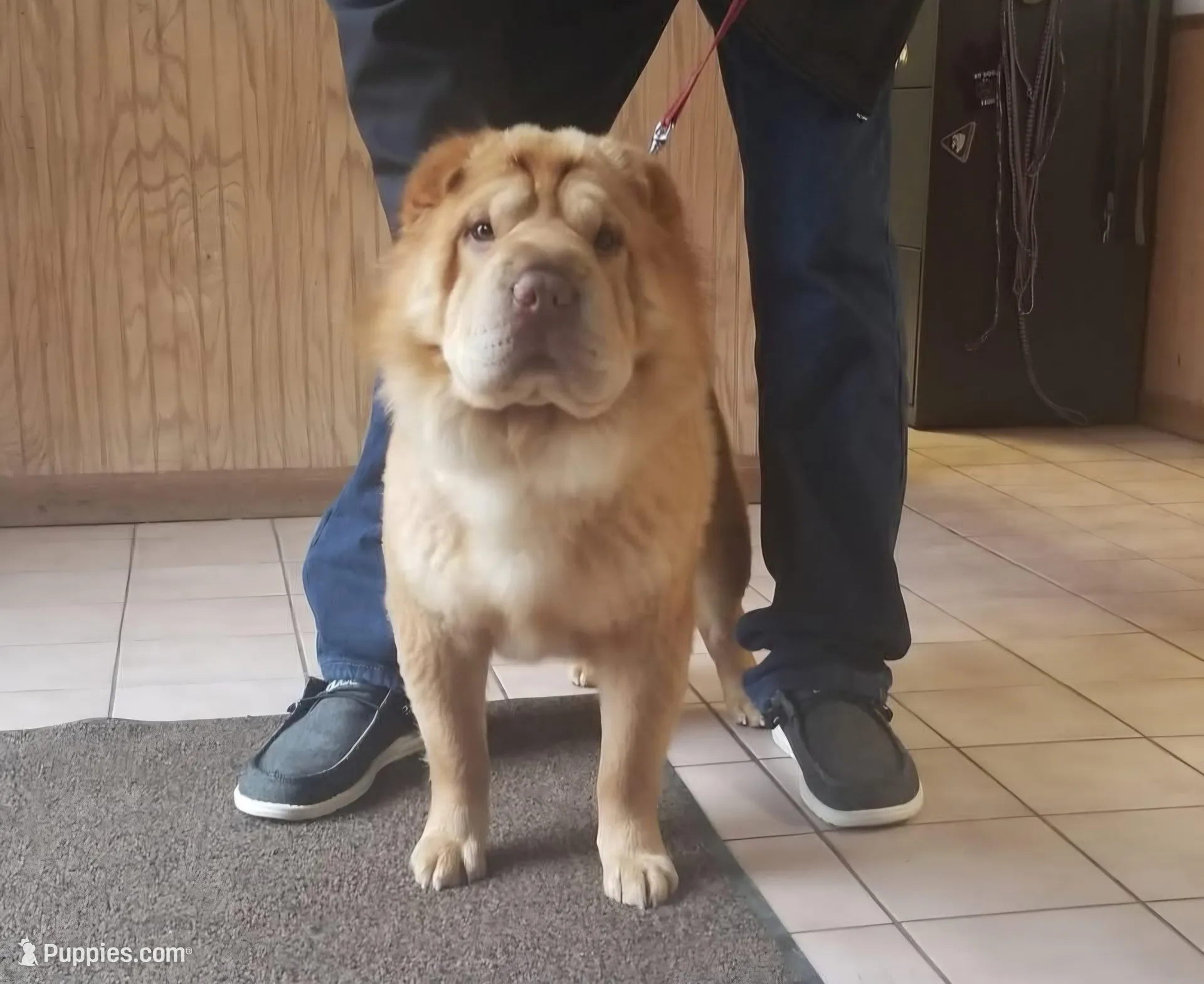 Flower Bear, a male Miniature Shar-Pei for sale in Sheldon, MO – 4 of 4