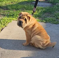 Grace, a female Chinese Shar-Pei for sale in Sheldon, MO – Photo 3 of 10