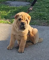 Grace, a female Chinese Shar-Pei for sale in Sheldon, MO – Photo 4 of 10