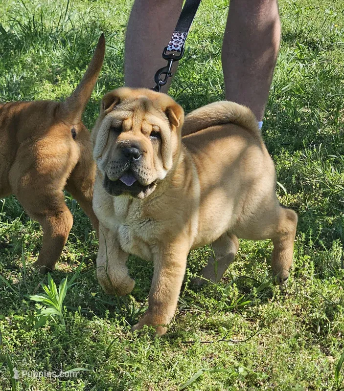 Grace – Chinese Shar-Pei puppy for sale in Sheldon, MO